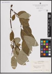 Foto von Salix caprea L.